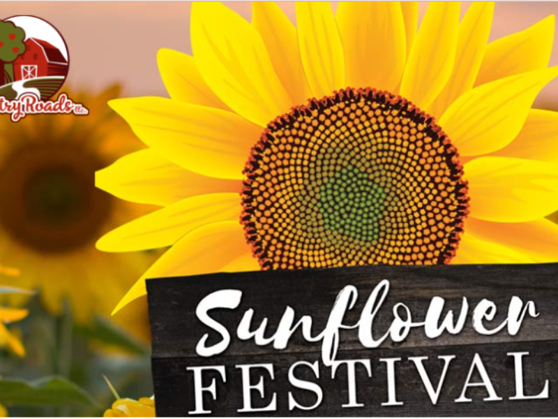 Sunflower Festival
